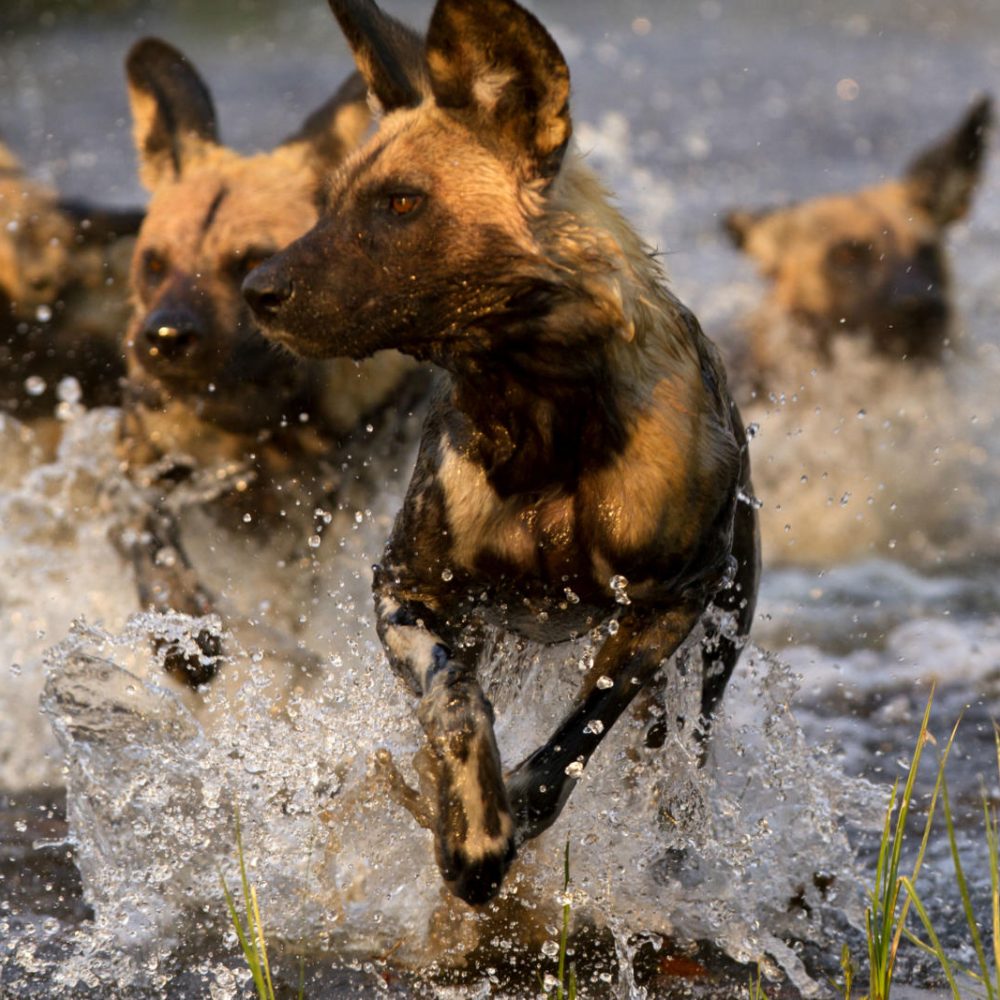 WildlifeWilddogPackKhwaiWater2015